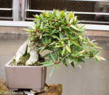 Shohin Willow Leaf